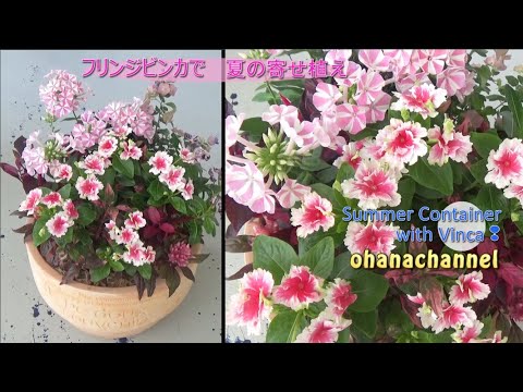 フリンジビンカで💗夏の寄せ植え Planting Summer Container with Vinca❢(2019.07.07作🌟)