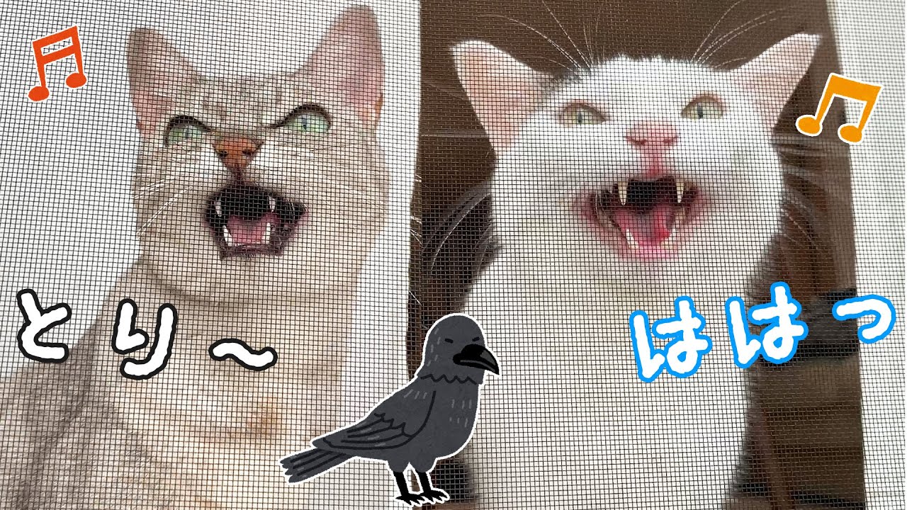 カラスを見つけて大合唱する猫2匹