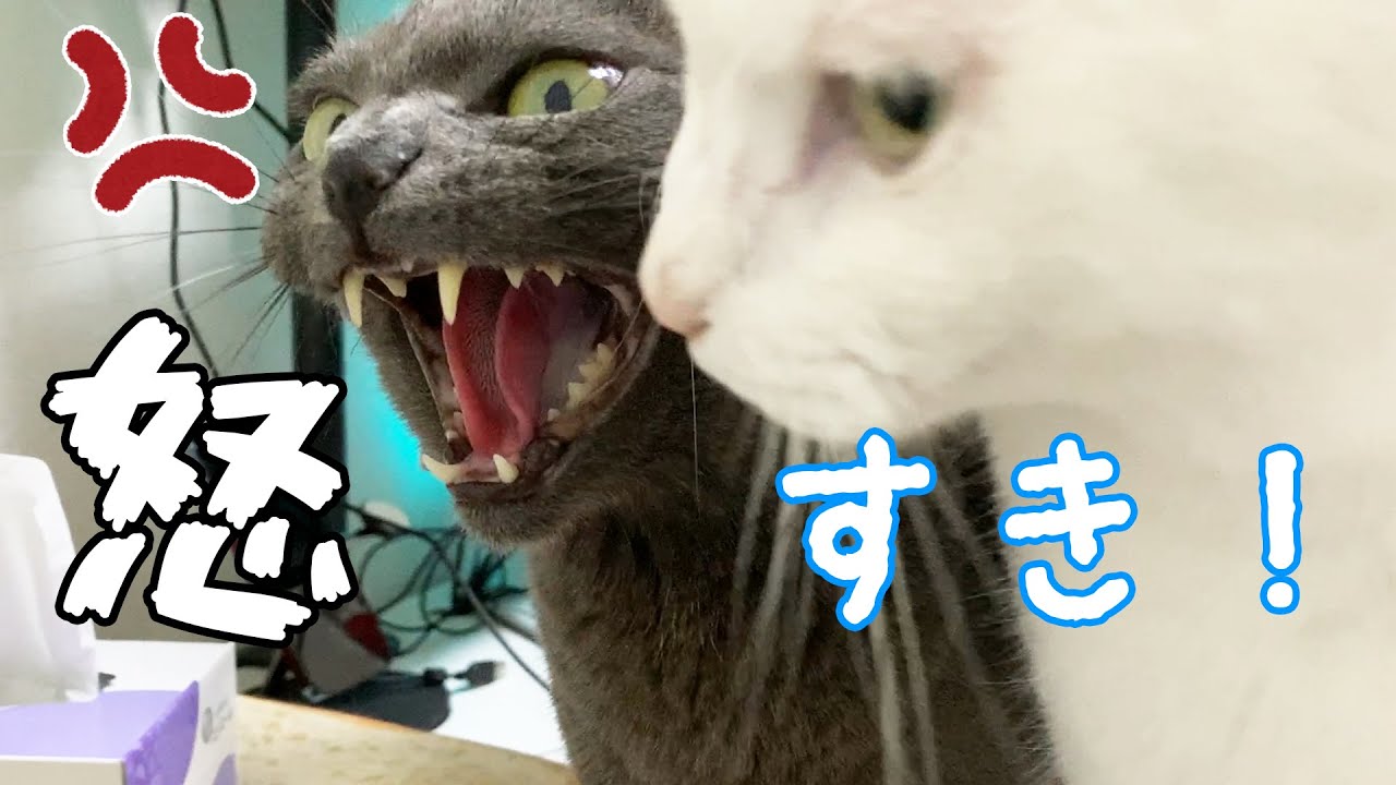 ハムちゃんが大好きすぎてストーカー化する猫チロさん
