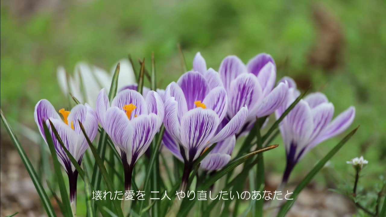 「あの場所から」朝倉理恵Ver. 柏原芳恵 Cover by Ecco&Fantasic note