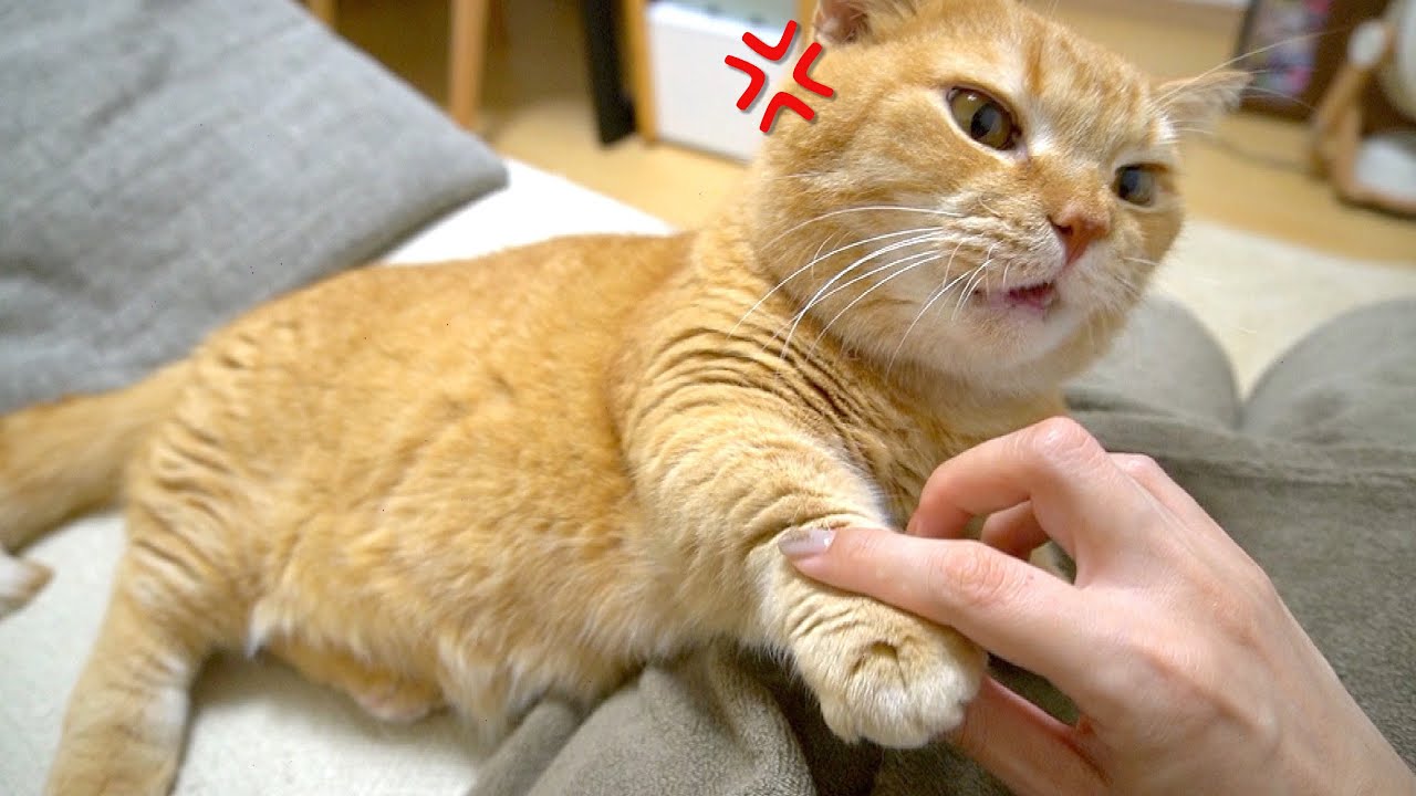 ご機嫌でママに甘えていたはずだったのに…!?