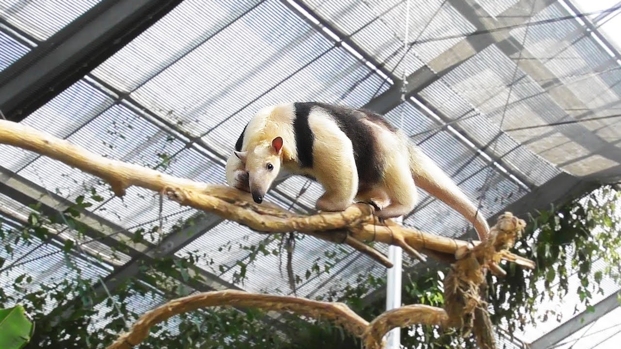 ミナミコアリクイ『コナツくん』の空中散歩 🐾 神戸どうぶつ王国