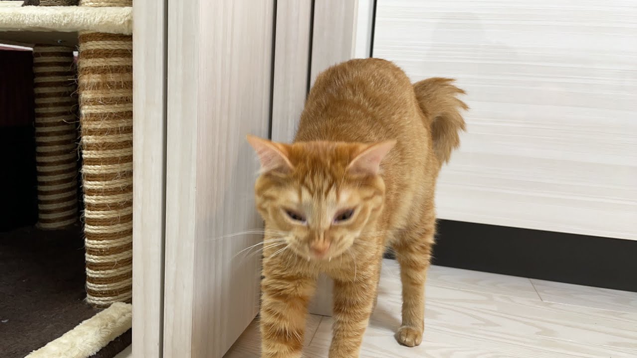 飼い主が爆裂トークする猫Live
