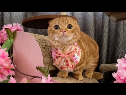 子猫が、ひな祭りのお祝いを姉猫と一緒にしました!【短足マンチカン ひな子】