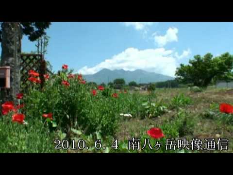 初夏の八ヶ岳南麓「ワイルドフラワー」(北杜市小淵沢町)