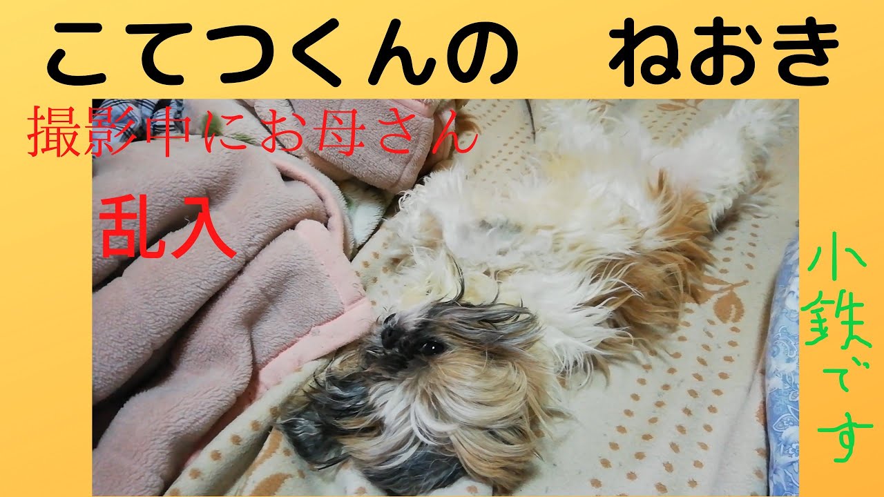 こてつくんの 寝起き