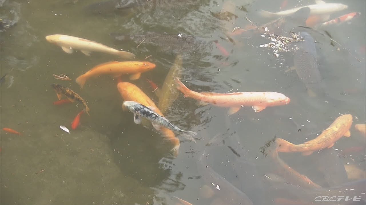 飛騨古川にも春到来 瀬戸川にコイ引っ越し 岐阜