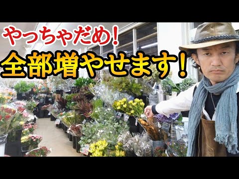 【禁断の挿し木】店長が誰でも手軽にお得にガーデニングを楽しめる植物の増やし方を教えます 他言厳禁です! japan garden gardening plant cutting