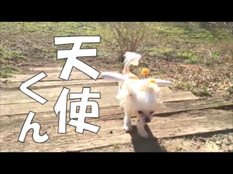 【マルチーズ】春の陽気、天使、光、ストレス消去「ぽぉのルーティーン」