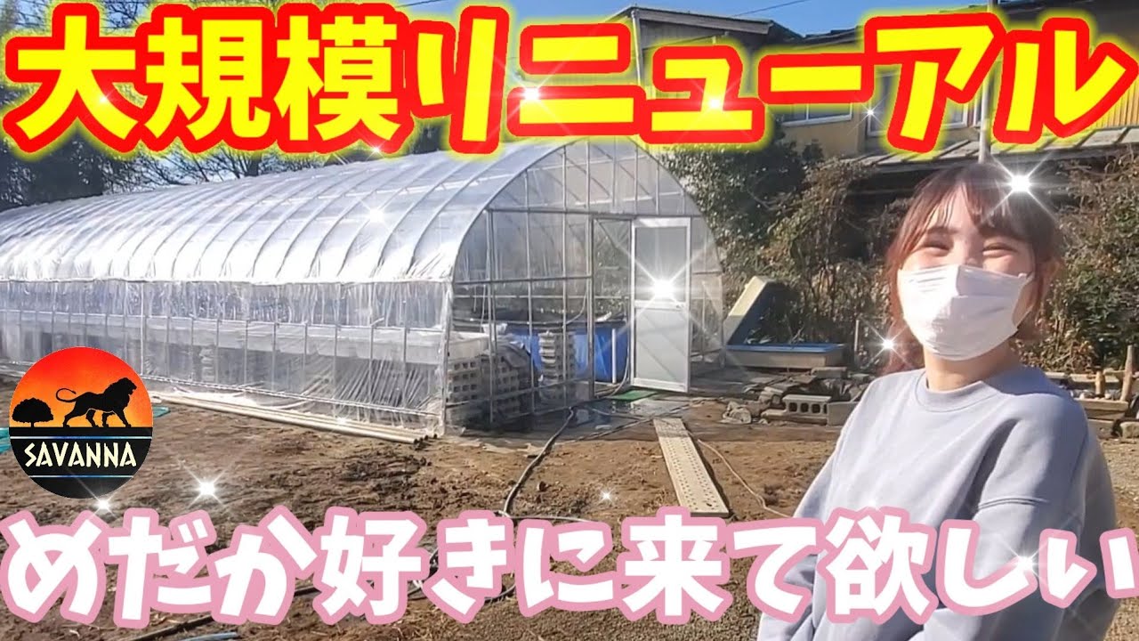 大規模リニューアル‼️めだか屋サバンナがSAFARIの世界へ【2022年3月20日グランドオープン】天界.サボテン.サファイア.プラチナブルージェイリアルロングフィン.グランブルー.安らぎAQUA