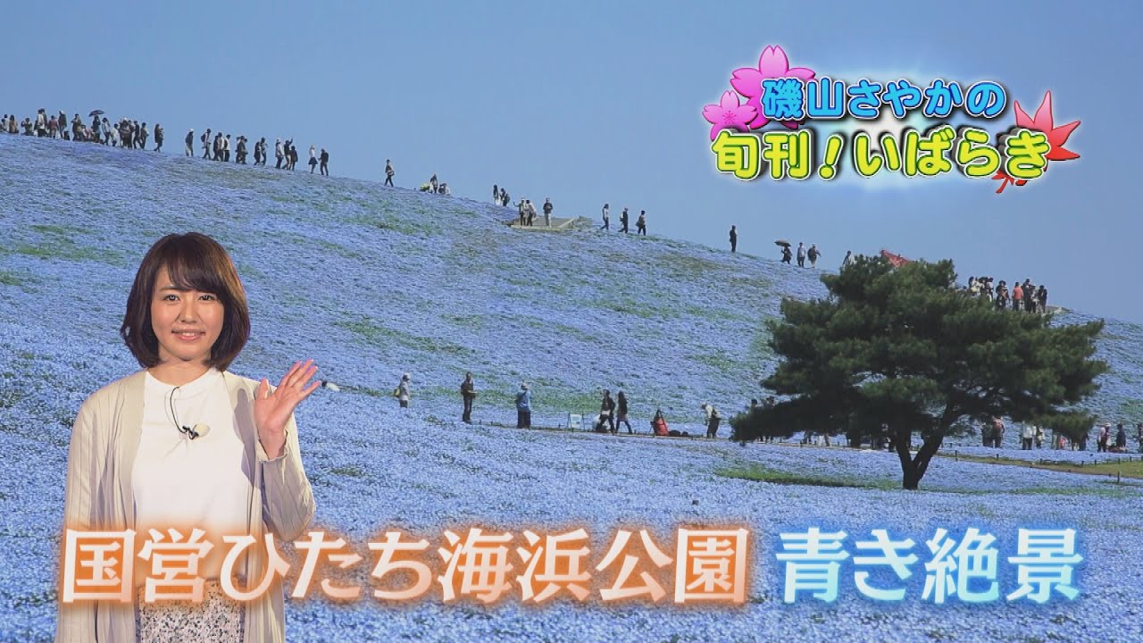 磯山さやかの旬刊!いばらき『ネモフィラ』(平成29年4月21日放送)
