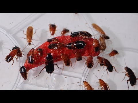 大量のゴキブリに激辛ジョロキアをあげて見た結果…衝撃の結末に!