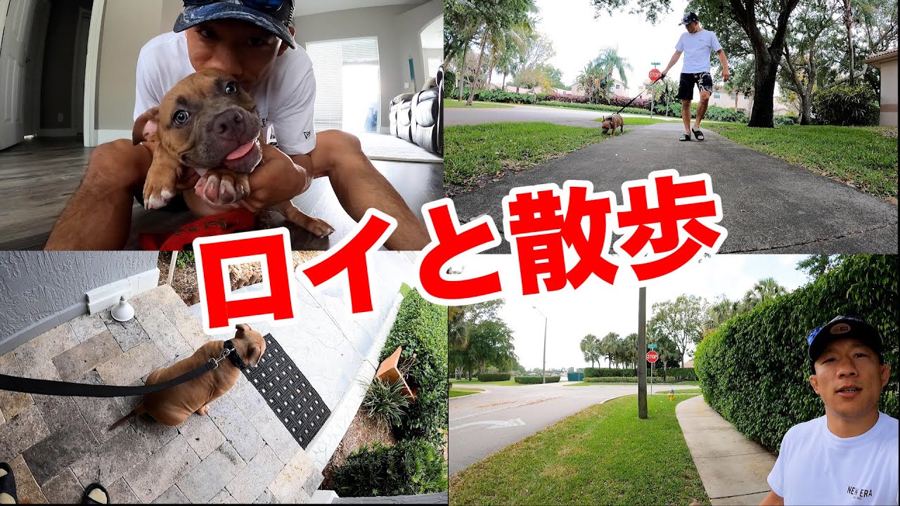 愛犬ロイと休日にフロリダの街をお散歩しました【ピットブル】