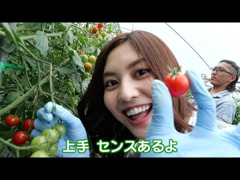 JAふらの 美人観光大使が管内の魅力をご紹介 ミニトマト編