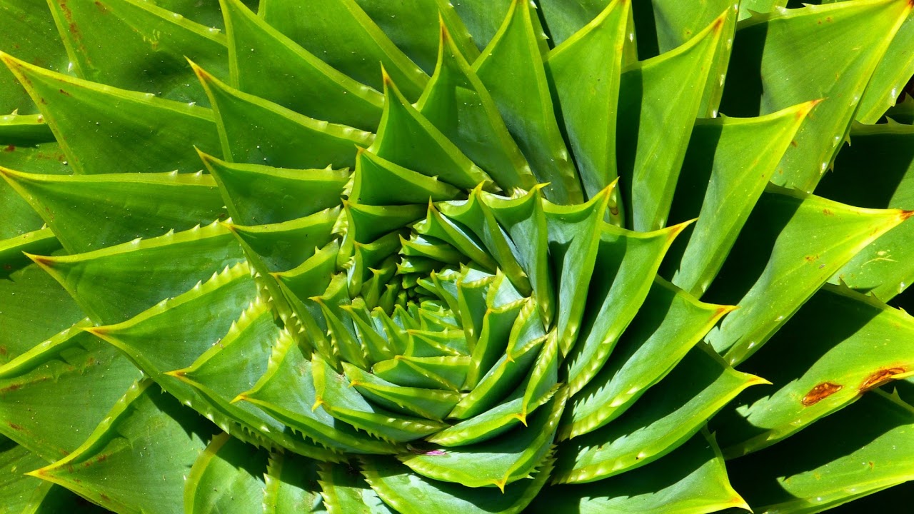 MUSIC FAIR 2022年4月9日【舞台メリー・ポピンズ/四月は君の嘘/映画SING特集】LIVE HD