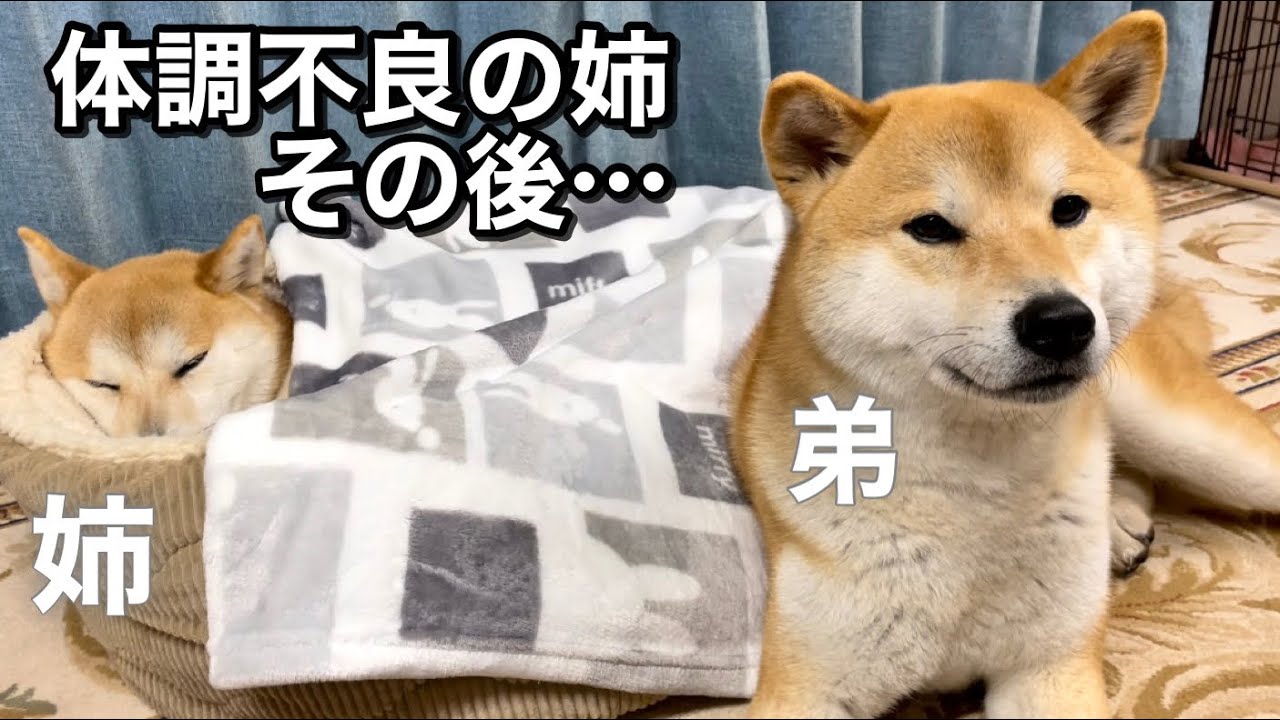 完全復活した【姉】柴犬がたくましくて強い!そっと見守る柴犬家族愛に感動♪