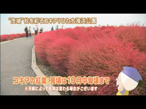 磯山さやかの旬刊!いばらき『コキア』(24年10月5日放送)
