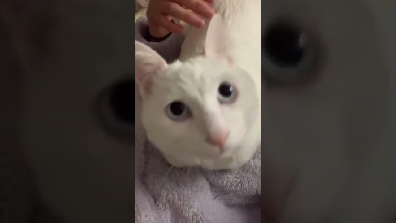 私のパジャマを着た妹の作戦に、まんまと引っかかるおもち君😹笑 #普段妹の上に乗っからない #おもち君 #猫のいる暮らし #うちの子が可愛すぎる #ダマされた大賞