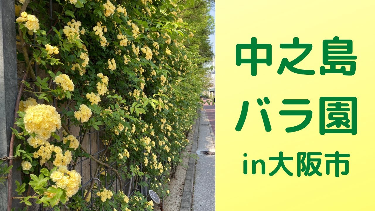 中之島バラ園