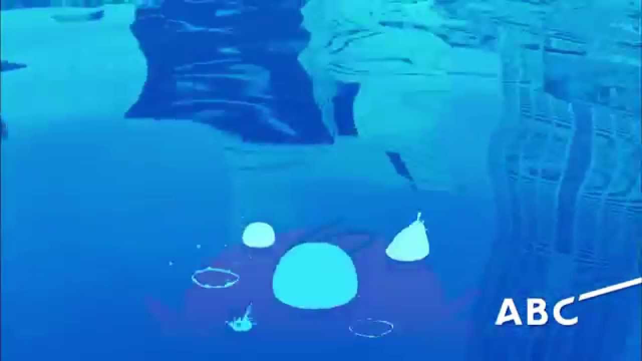 【!!!】 中之島に現れたUMA(1)