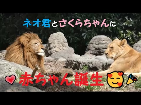 【ライオン】💕ネオ君&さくらちゃんに赤ちゃん誕生💕 とべ動物園