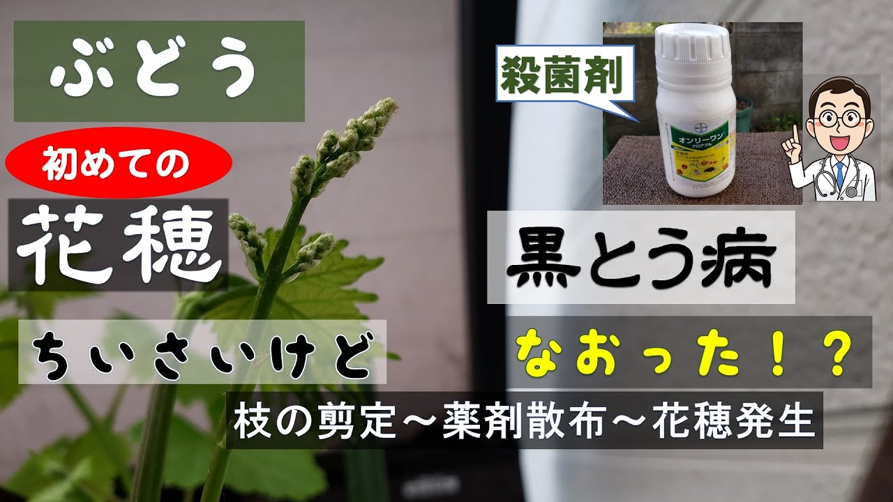 果樹栽培:家庭でぶどう栽培・・・黒とう病の克服と花穂