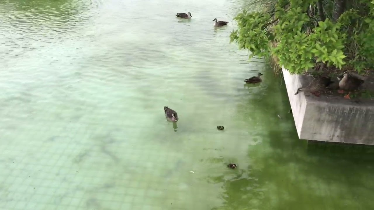 駒沢オリンピック公園で見かけたカモ
