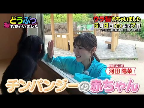 日向坂46 ウラ撮れちゃいました 河田陽菜 佐々木久美 白石麻衣 日向坂で会いましょう レコメン ひなちょい ラヴィット キョコロヒー 有吉ぃぃeeee!僕なんか アメトーーク オッドタクシー 乃木坂