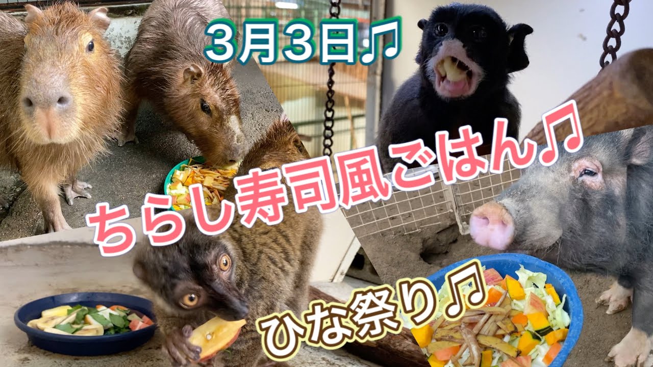 3月3日!ちらし寿司風ごはんでひな祭り♫草津熱帯圏の動物達♫ Girls’ festival for animals