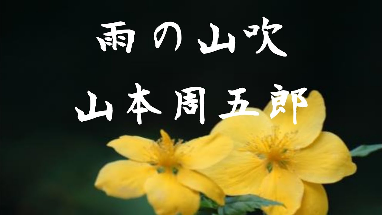 【雨の山吹 山本周五郎】朗読 上原真奈美