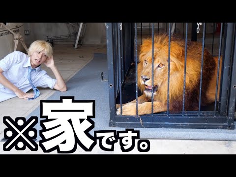 【百獣の王】オレの家にライオン来たんだがwwwwwwwwwww