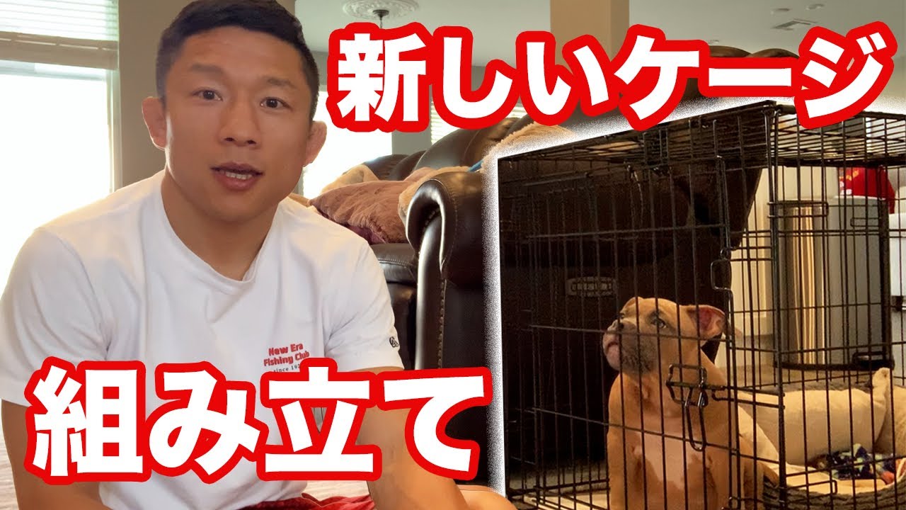 【ピットブル】愛犬ロイの新しいケージを組み立てました!