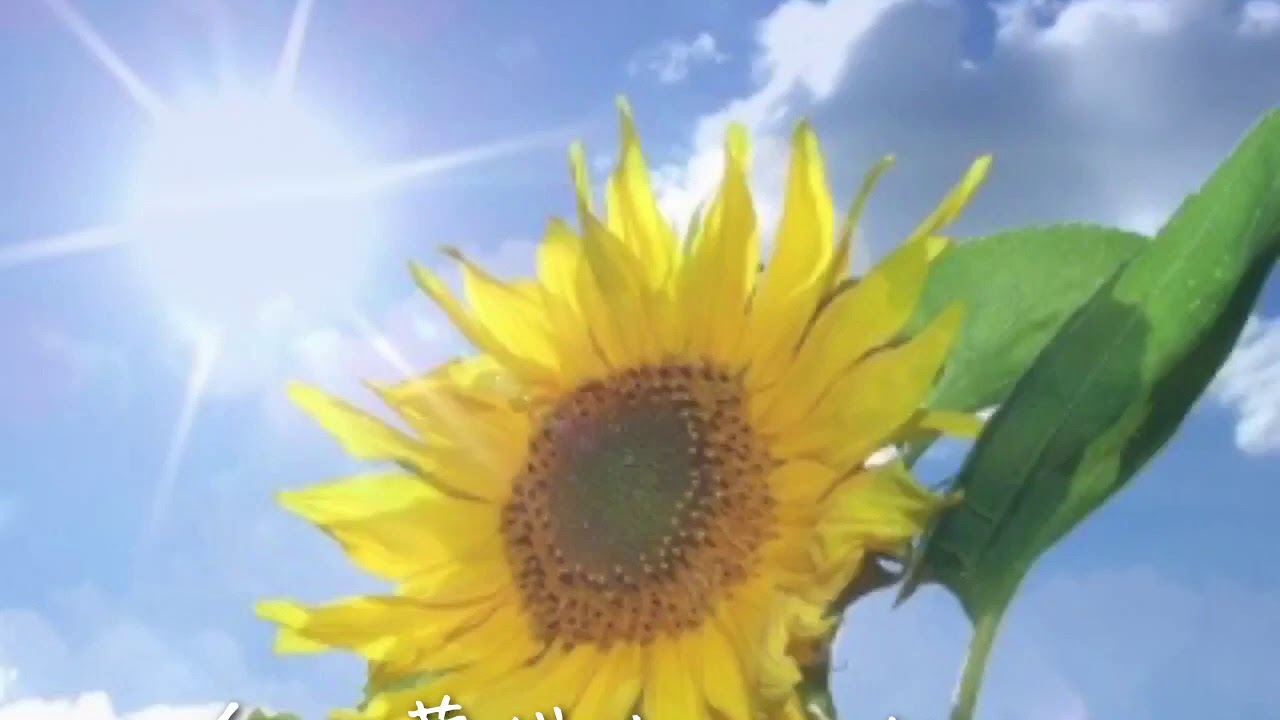 今泉佑唯(欅坂46)『夏の花は向日葵だけじゃない』OPV