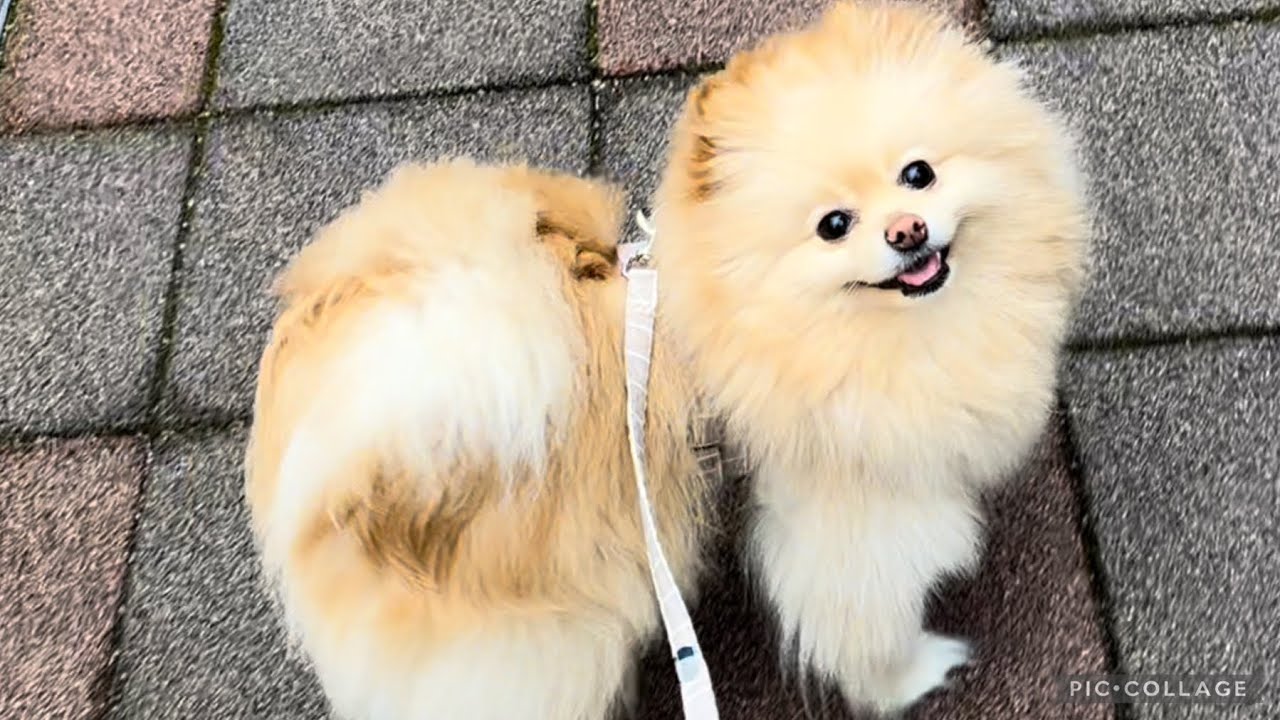 【一人暮らし】フェレットワクチン接種&フェラリア費用どれぐらい?