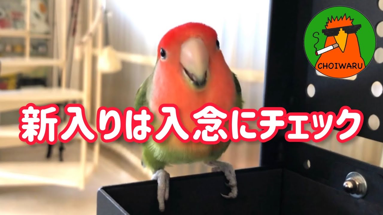 インコ🦜新入りは入念にチェックせなな✨コザクラインコセセリ♂の体質