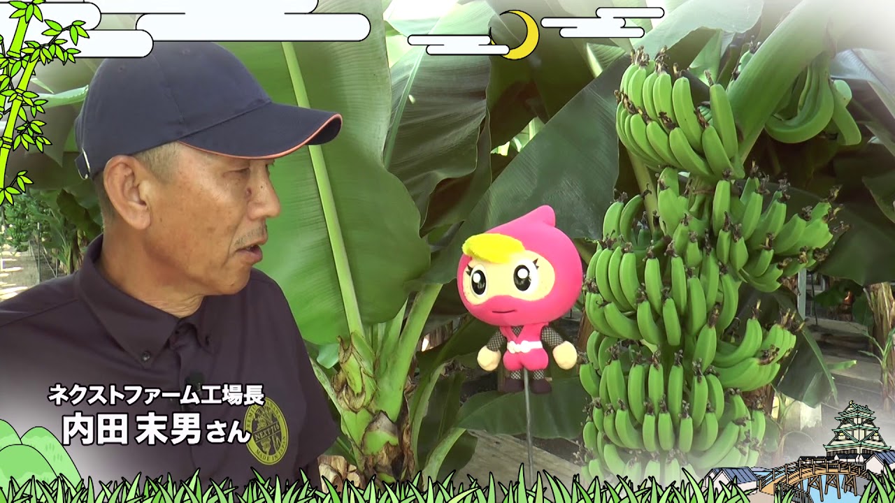 宮崎日本三大開拓地でそんなバナナ?