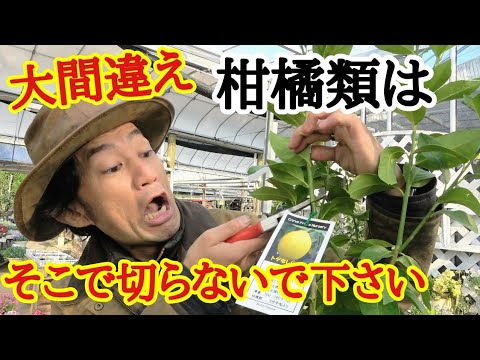 【正しい剪定方法教えます】柑橘類は剪定しないと実が取れませんよ。 【ガーデニング】【園芸】【初心者】【レモン】【みかん】【オレンジ】
