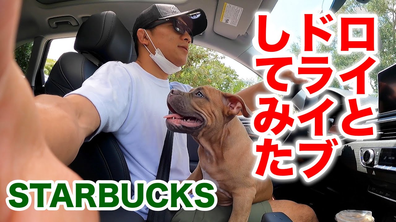 愛犬ロイとスタバでドライブスルーしてみた【ピットブル】