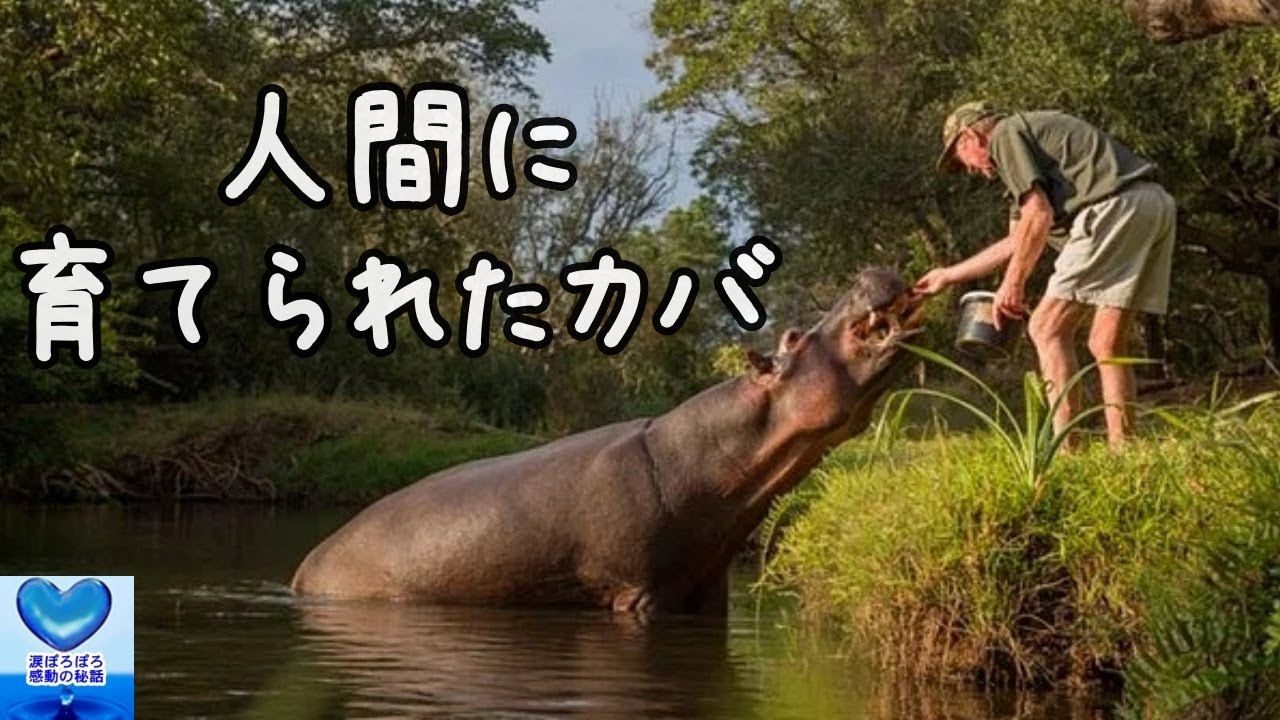 川のほとりで出会ったカバの赤ちゃんを保護した夫婦。人の優しさを知り育った姿に心温まる【感動】