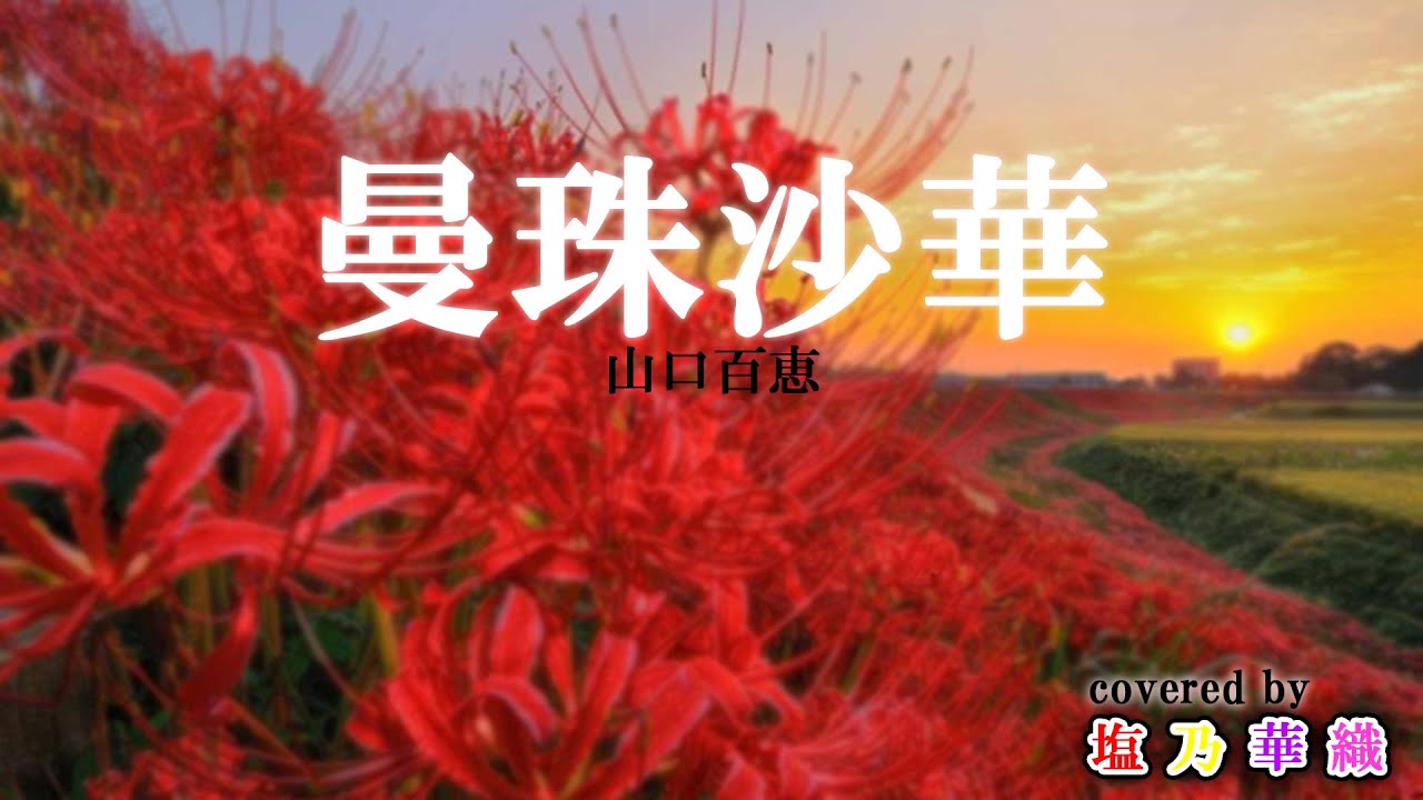 曼珠沙華/山口百恵/【Full歌詞付き】 covered by 塩乃華織