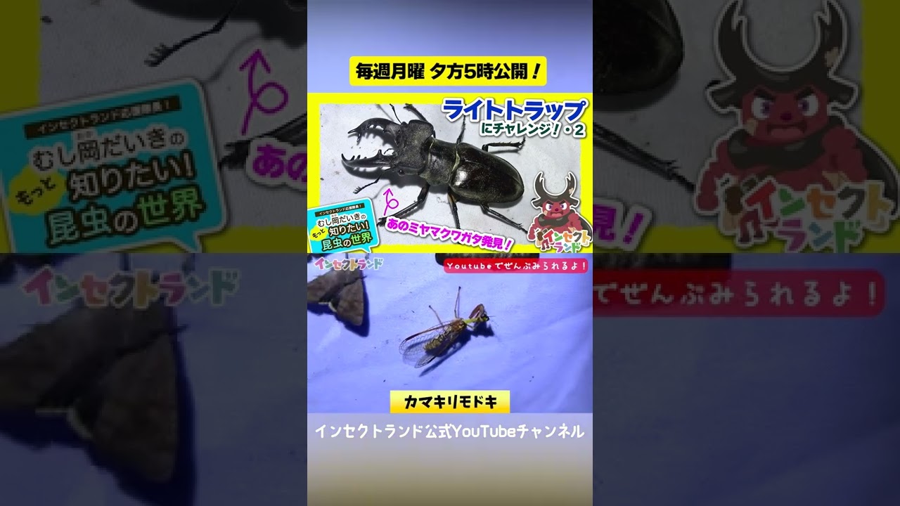 ライトトラップにチャレンジ!2【20限目/むし岡だいきのもっと知りたい昆虫の世界】#Shorts
