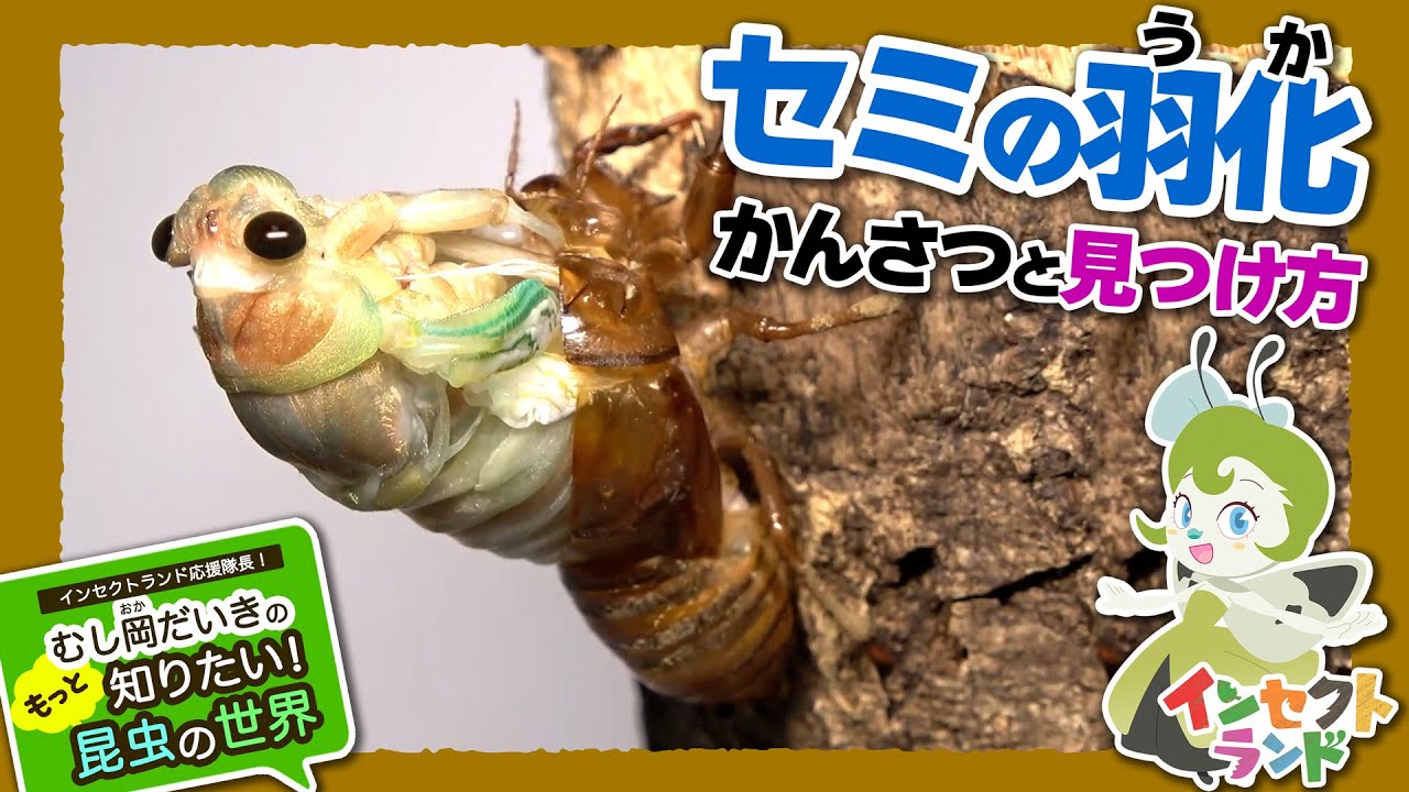 セミの羽化・かんさつと見つけ方【21限目/むし岡だいきのもっと知りたい昆虫の世界】