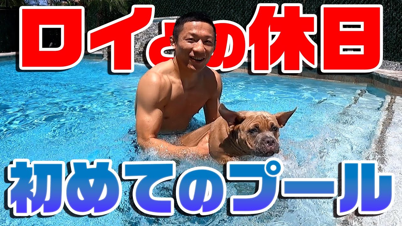 愛犬ロイをプールに入れて泳がせてみたら…【ピットブル】