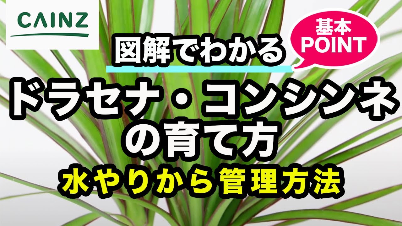 ドラセナ・コンシンネの育て方 カインズ観葉植物図鑑