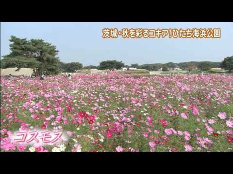 磯山さやかの旬刊!いばらき『コキア』ダイジェスト版