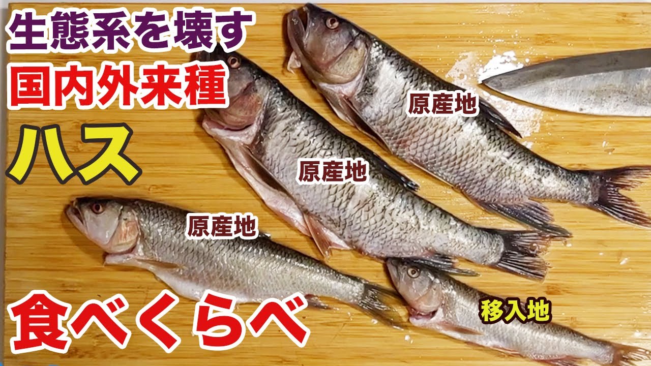 生態系を壊す国内外来種「ハス」、原産地と移入地で食べ比べてみた