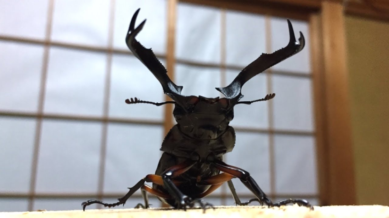 【昆虫飼育】インセクトディスカバリー2018in南港ATC(4/22)行ってきました!