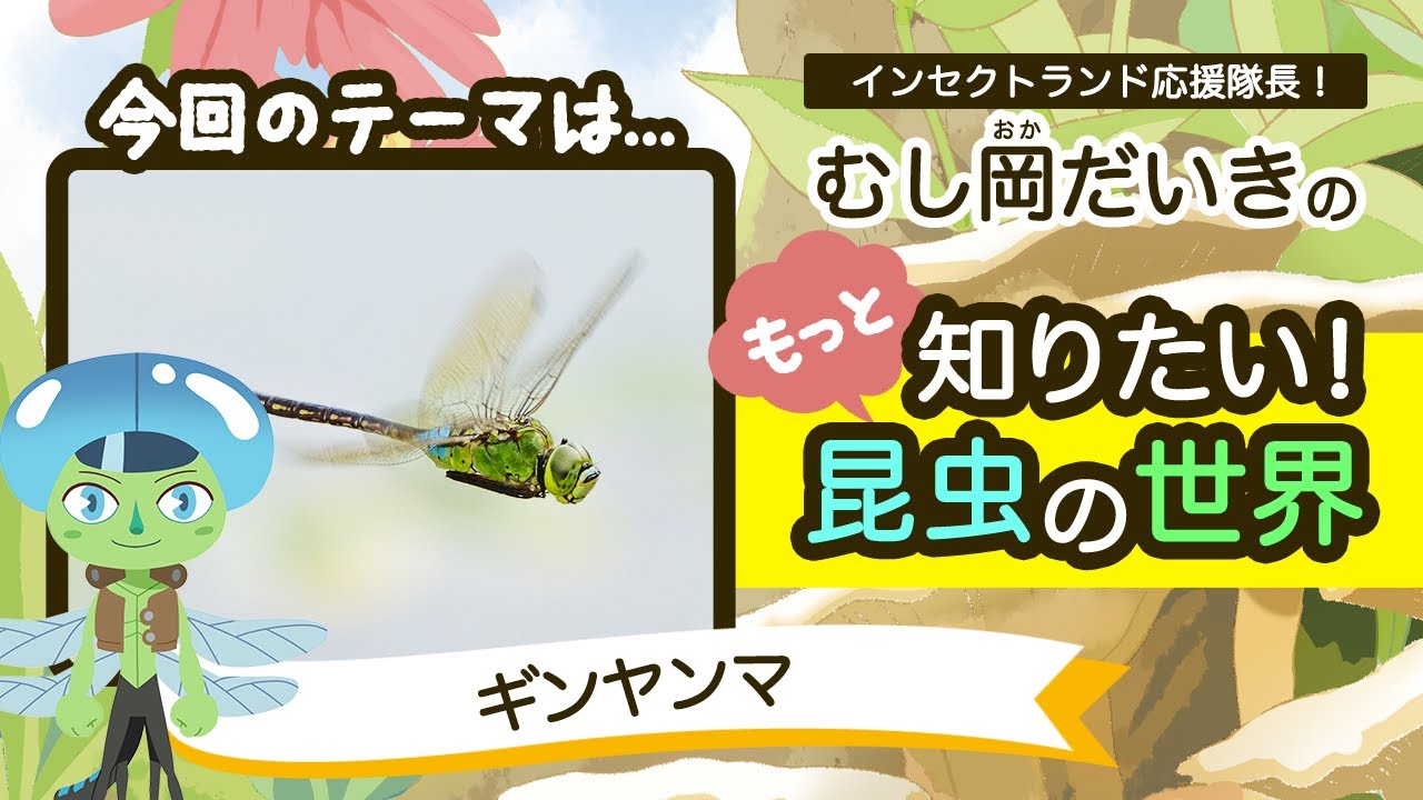 「ギンヤンマ」ってすごい!【7限目/むし岡だいきのもっと知りたい昆虫の世界】