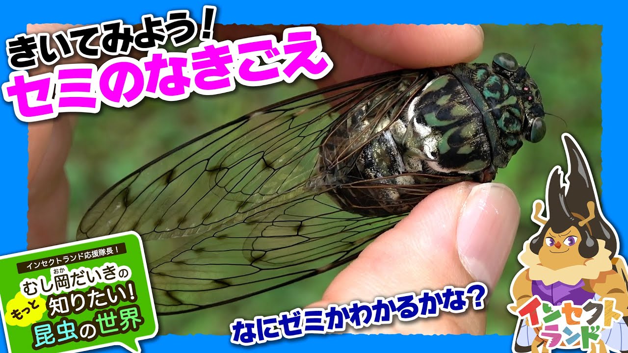 きいてみよう!セミのなきごえ【22限目/むし岡だいきのもっと知りたい昆虫の世界】