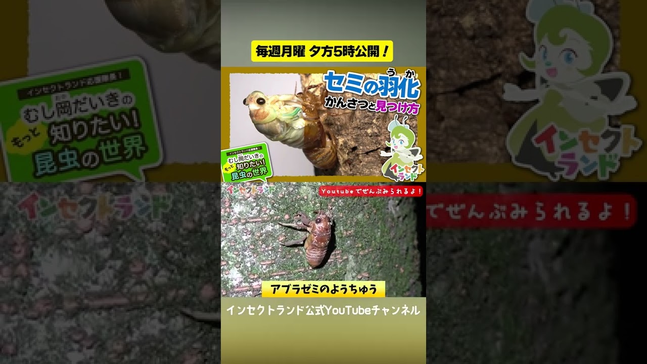 セミの羽化・かんさつと見つけ方【21限目/むし岡だいきのもっと知りたい昆虫の世界】#Shorts